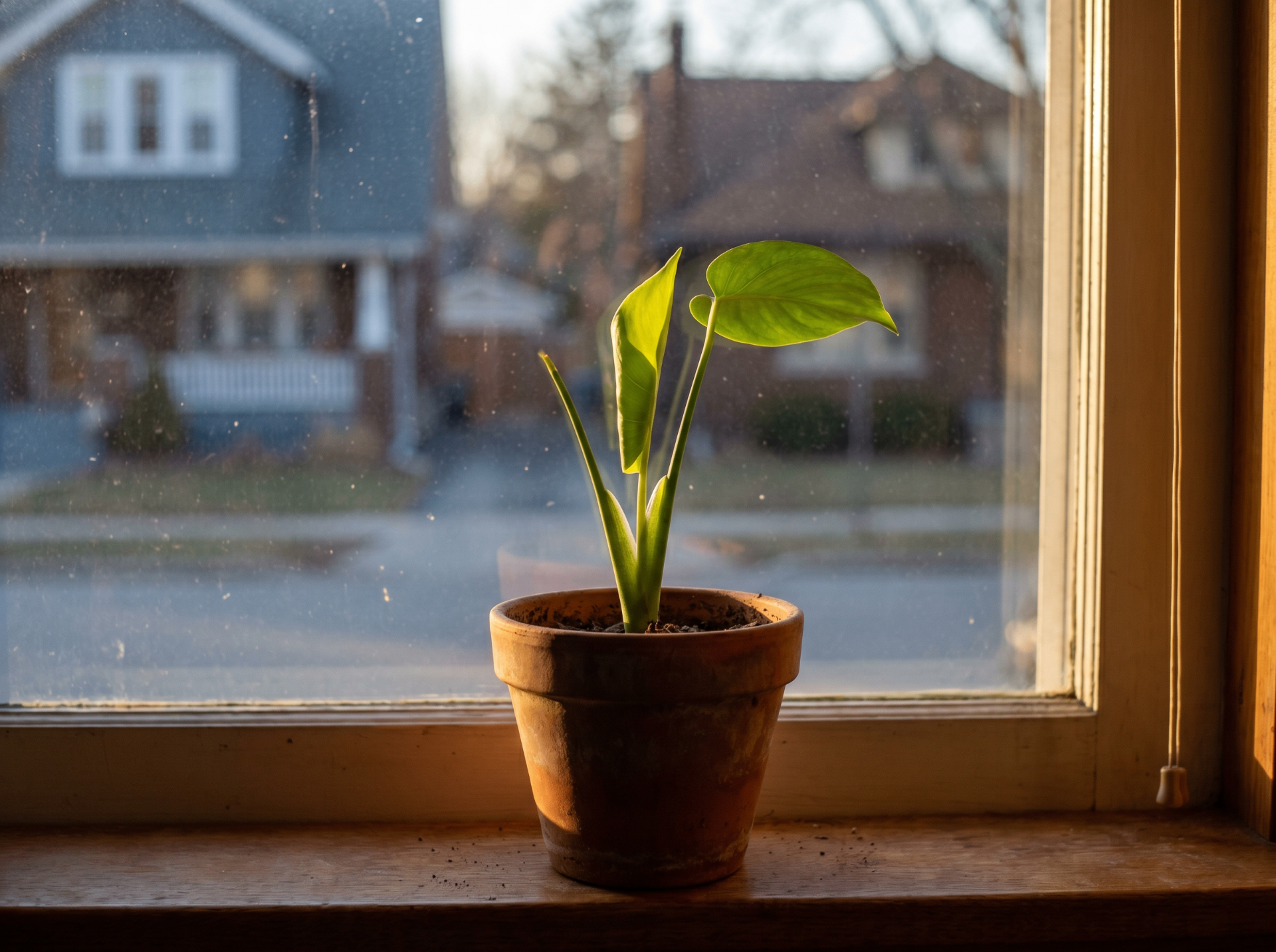 Constraint is generative — growth happens in the small, sunlit space you actually have.